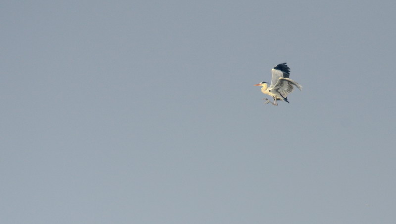 Avifauna humor